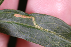 Liriomyza ptarmicae