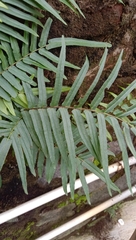 Pteris vittata