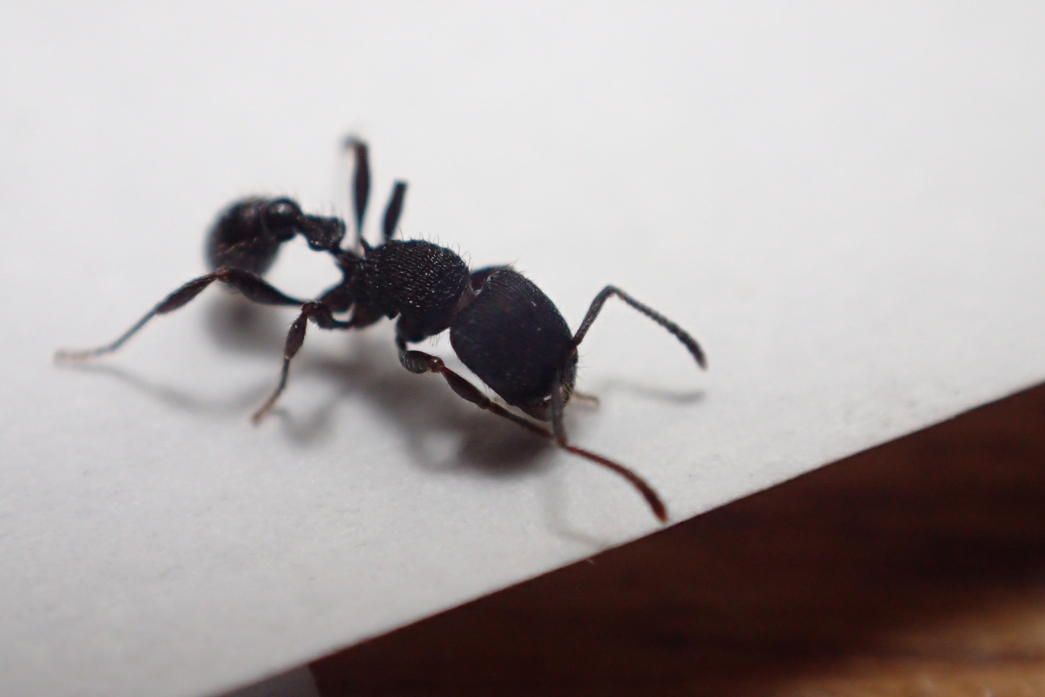 Pogonomyrmex schmitti