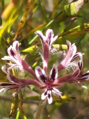 Pelargonium pilosellifolium