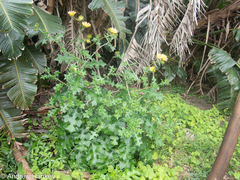 Berkheya erysithales