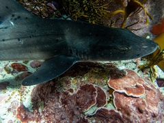Spotted Gully Shark photo 3
