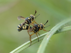 Conops scutellatus
