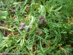 Erigeron cardaminifolius