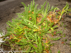 Erigeron cardaminifolius