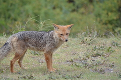 Lycalopex culpaeus culpaeus