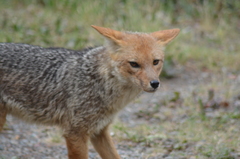 Lycalopex culpaeus culpaeus