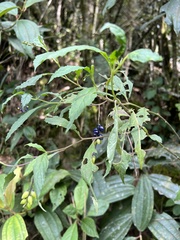Monnina tenuifolia