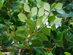Distylium gracile, photograph (c) Jacy Chen, some rights reserved (CC BY)