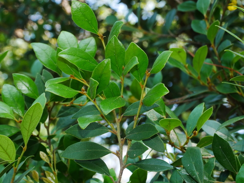 Distylium gracile, photograph 5