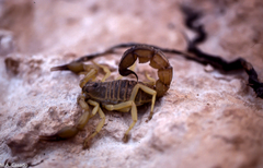 Androctonus australis