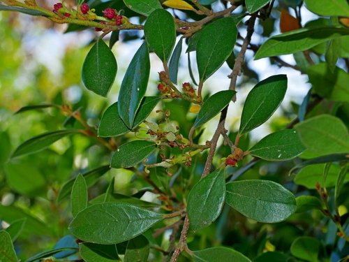 Distylium gracile, photograph 6