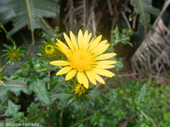 Berkheya erysithales