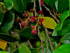 Distylium gracile, photograph (c) Jacy Chen, some rights reserved (CC BY)