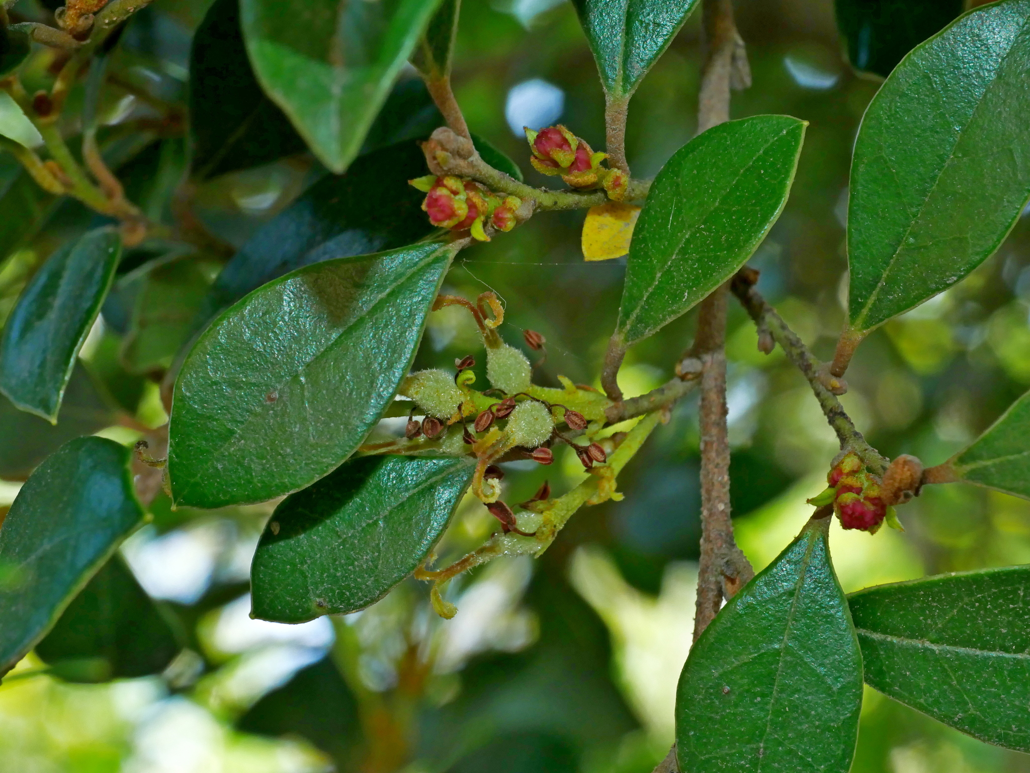 Distylium gracile