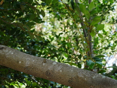 Distylium gracile, photograph (c) Jacy Chen, some rights reserved (CC BY)