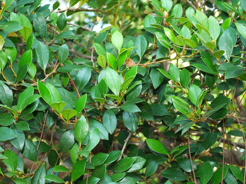 Distylium gracile, photograph 3