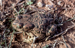 Bufotes boulengeri