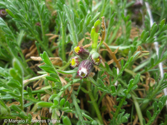 Erigeron cardaminifolius