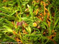 Erigeron cardaminifolius