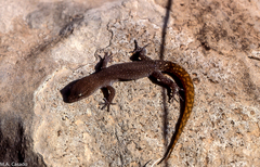 Saurodactylus mauritanicus