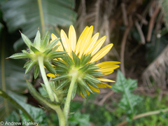 Berkheya erysithales