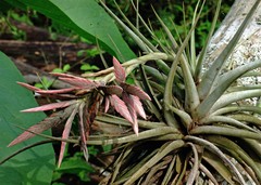 Tillandsia didisticha