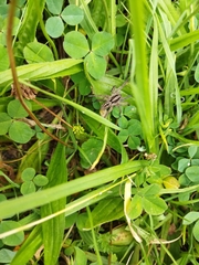 Lycosa erythrognatha