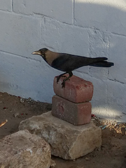Corvus splendens