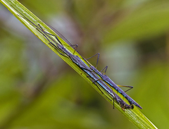 Cesaphasma panamensis