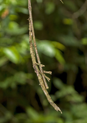 Pterinoxylus