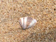 Latona cuneata