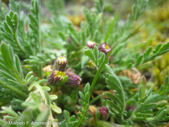Erigeron cardaminifolius