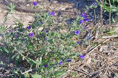 Echium vulgare