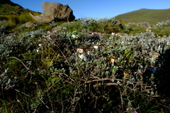 Eumorphia prostrata