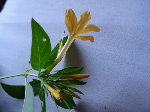 Barleria maritima image