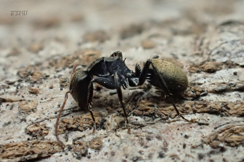Camponotus saussureiCamponotus saussurei