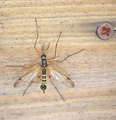 Ctenophora flaveolata