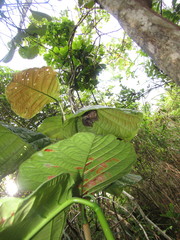 Coccoloba mollis