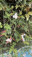 Magnoliopsida