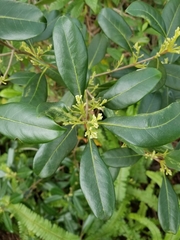 Cartrema
