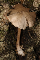 Entoloma cuspidiferum