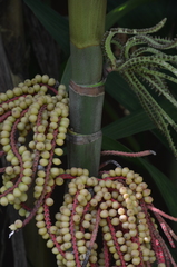 Pinanga