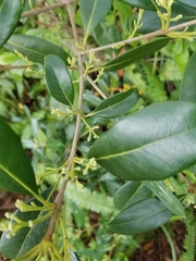 Cartrema