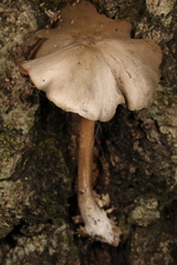 Entoloma cuspidiferum