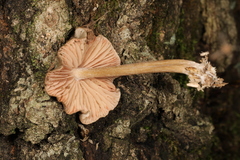 Entoloma cuspidiferum