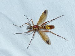 Ctenophora ornata