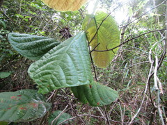 Coccoloba mollis