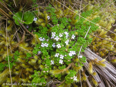 Clinopodium nubigenum