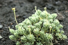 Senecio bipontinii